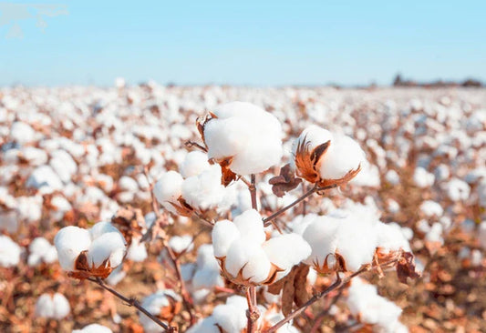 Why Organic Cotton Matters for Your Baby’s Skin